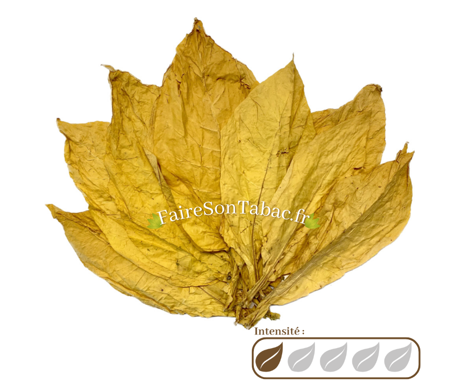 Broyage de feuilles de tabac n 10 