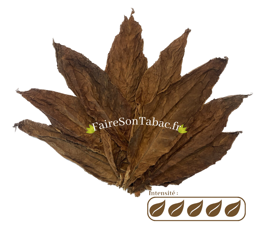 Feuilles de tabac Kentucky