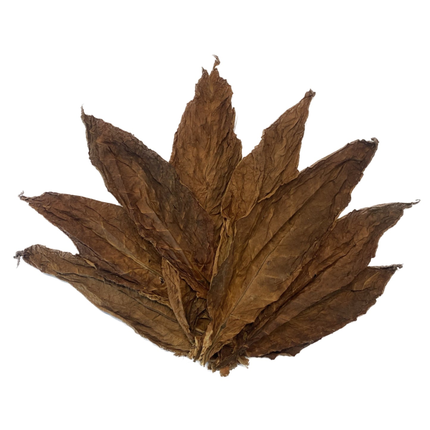 Feuilles de tabac Kentucky