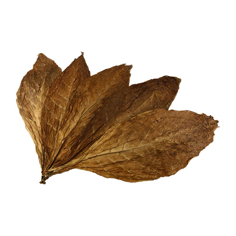 Feuilles de tabac Kentucky